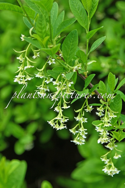 Oemleria cerasiformis