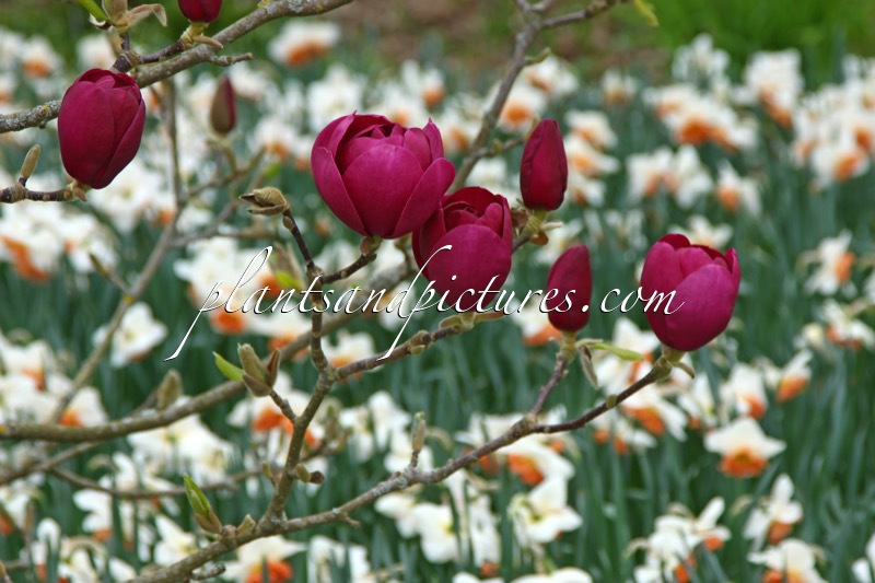 Magnolia ‘Jurmag1’ (BLACK TULIP)