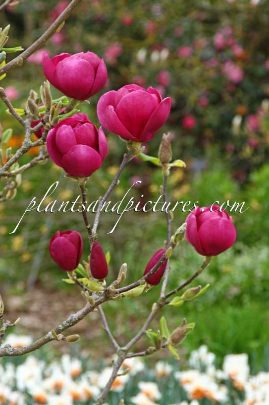 Magnolia ‘Jurmag1’ (BLACK TULIP)