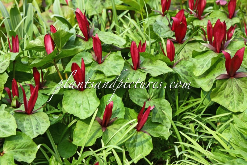 Trillium chloropetalum var. giganteum