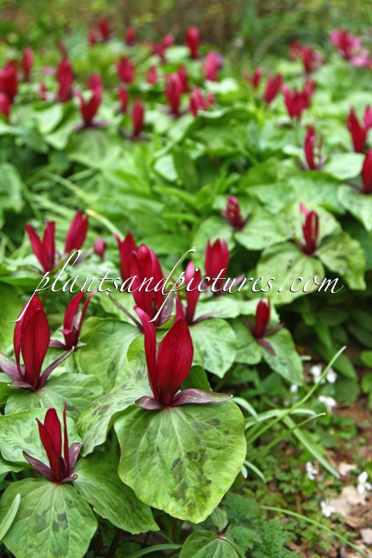 Trillium chloropetalum var. giganteum