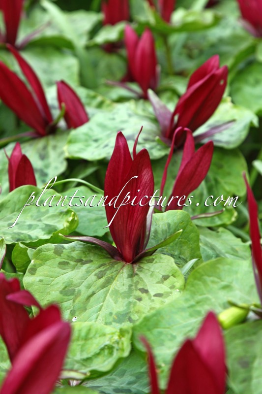 Trillium chloropetalum var. giganteum