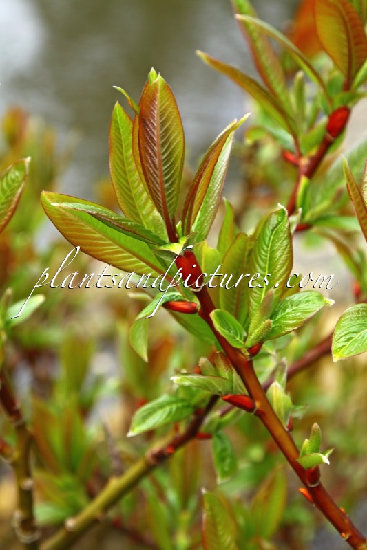 Salix fargesii