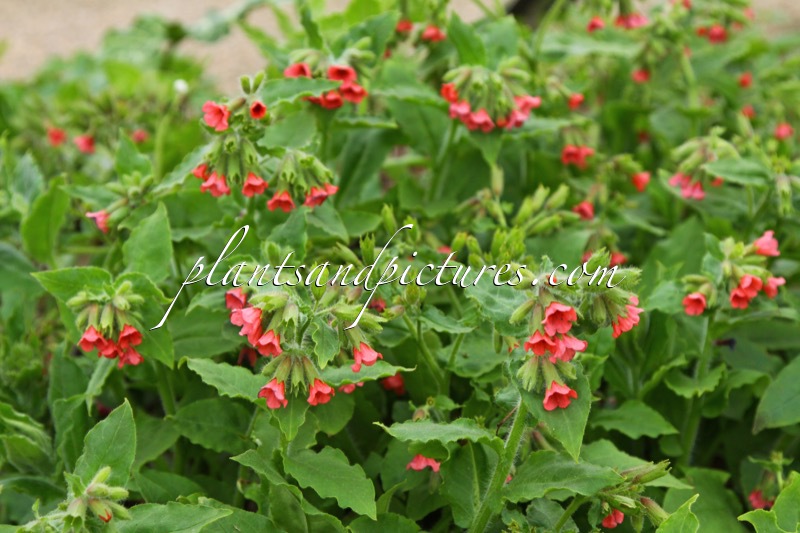 Pulmonaria ‘Nürnberg’