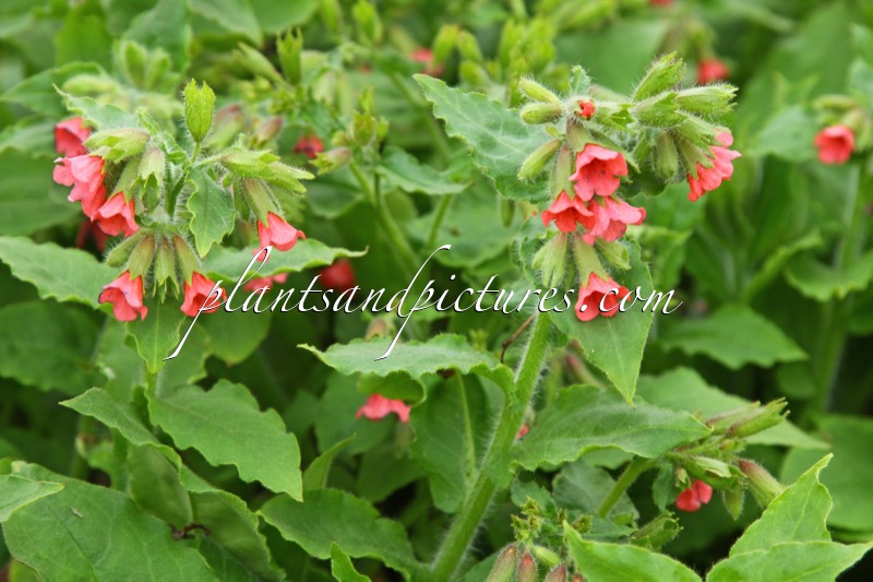 Pulmonaria ‘Nürnberg’
