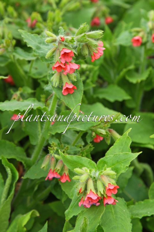 Pulmonaria ‘Nürnberg’