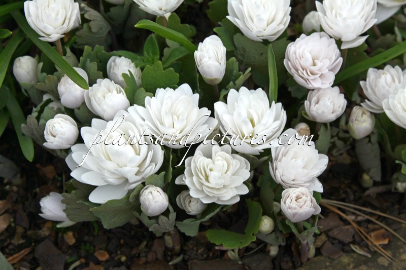 Sanguinaria canadensis ‘Multiplex’