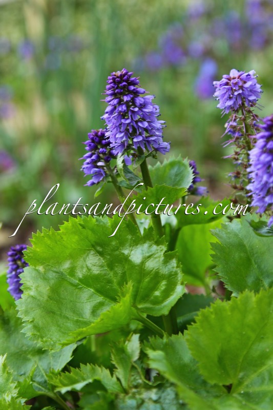 Synthyrsis missurica