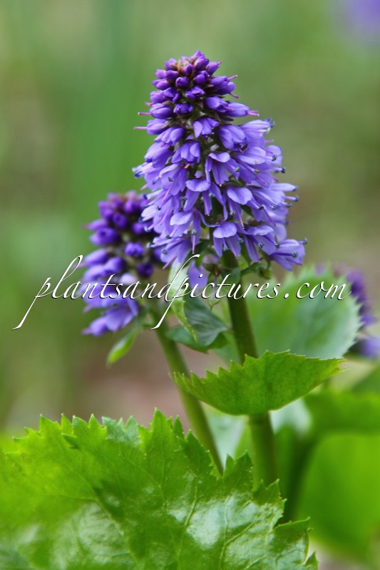 Synthyrsis missurica