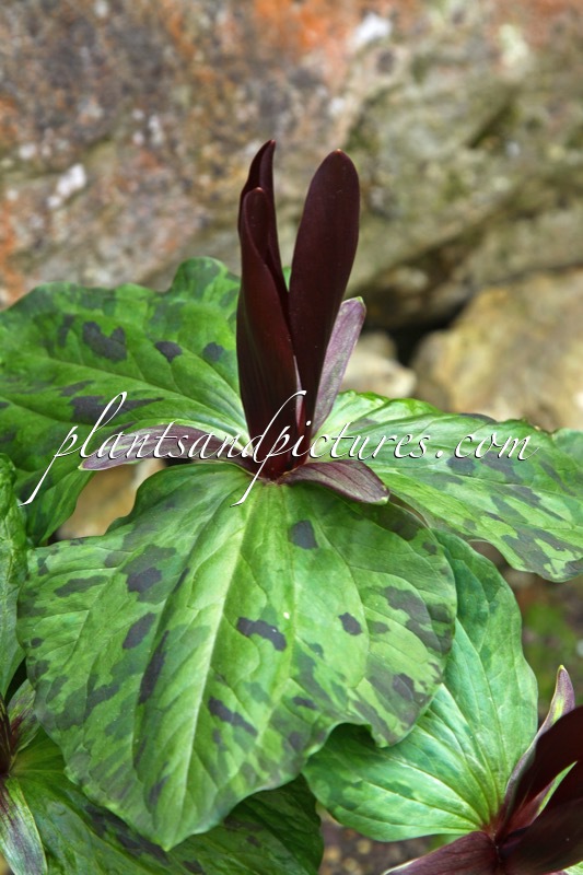 Trillium chloropetalum