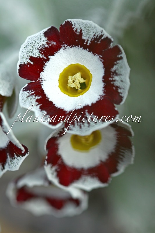 Primula ‘Showtime’