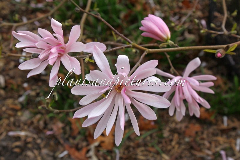 Magnolia stellata ‘Jane Platt’
