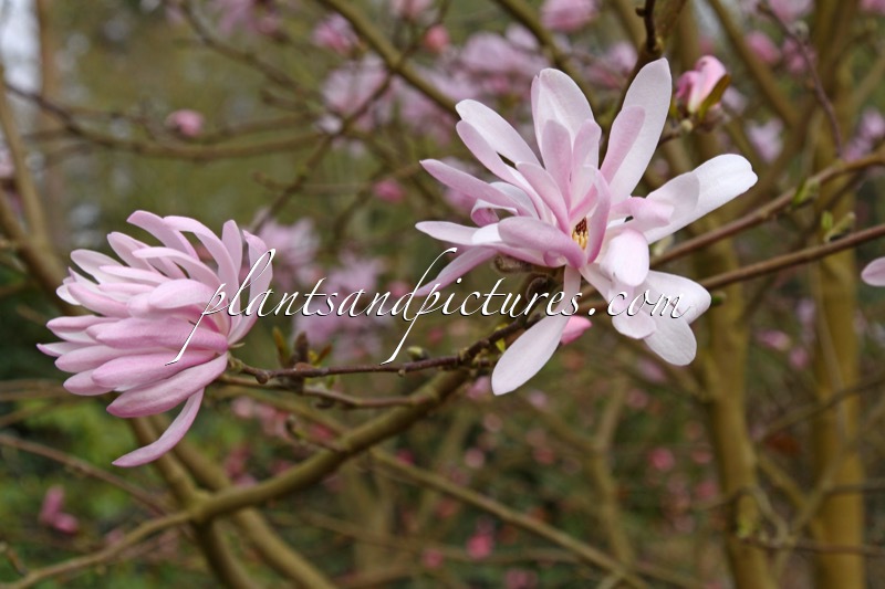 Magnolia stellata ‘Jane Platt’