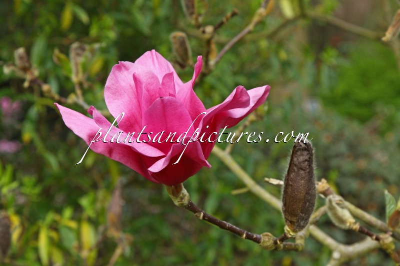 Magnolia ‘Vulcan’