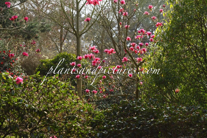 Magnolia ‘Vulcan’
