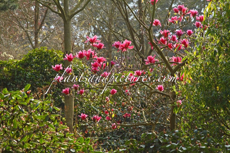 Magnolia ‘Vulcan’