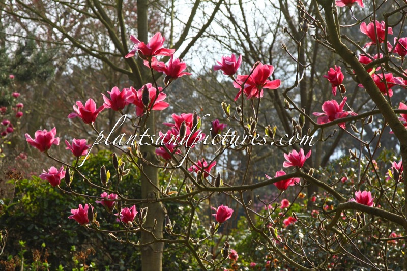 Magnolia ‘Vulcan’