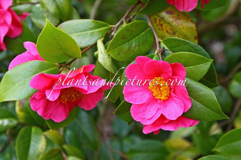 Camellia williamsii ‘Jamie Anderson’