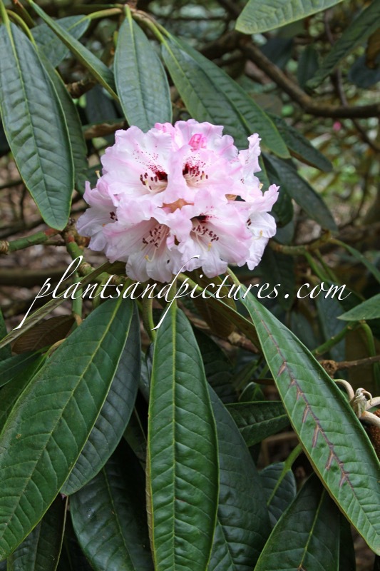 Rhododendron rex