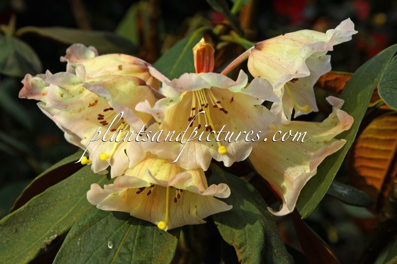 Rhododendron falconeri var. eximium