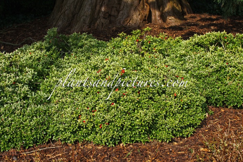 Skimmia japonica ‘Humpty Dumpty’