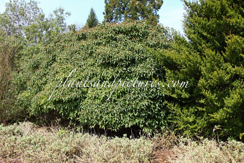 Viburnum globosum ‘Jermyns Globe’