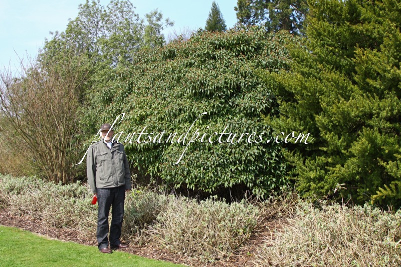 Viburnum globosum ‘Jermyns Globe’
