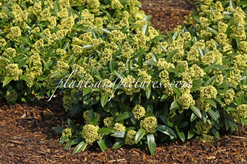 Skimmia japonica ‘Redruth’