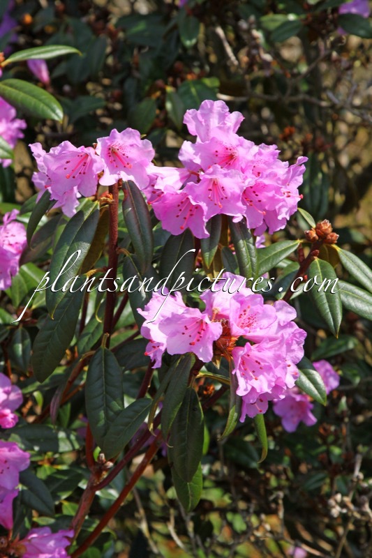 Rhododendron rubiginosum