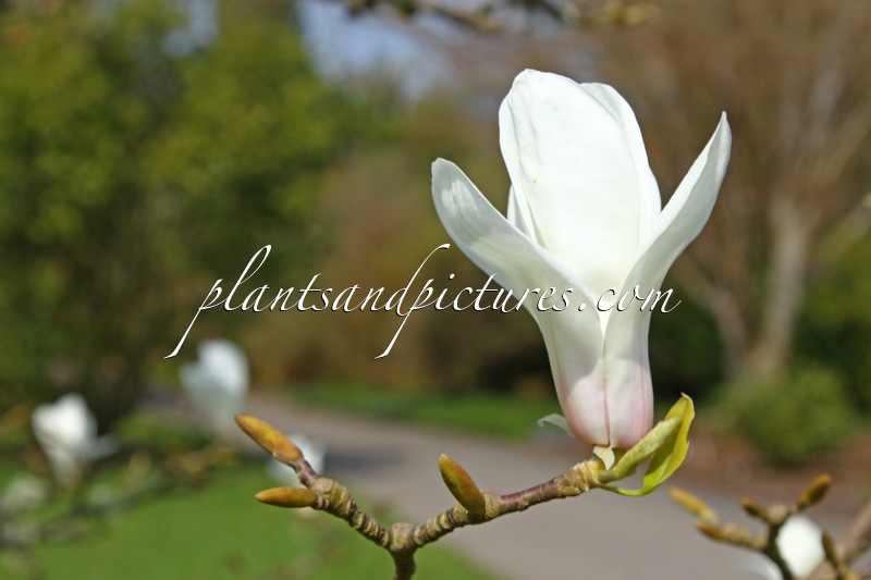 Magnolia cylindrica