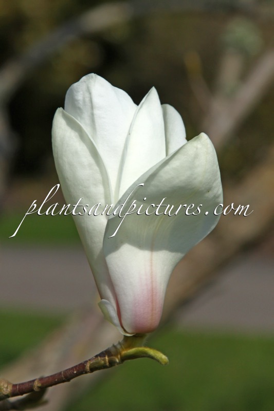 Magnolia cylindrica