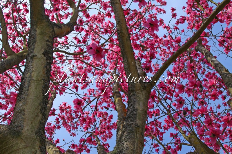 Magnolia campbellii subsp. mollicomata
