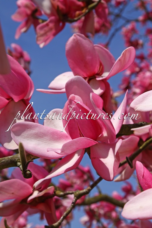 Magnolia campbellii subsp. mollicomata