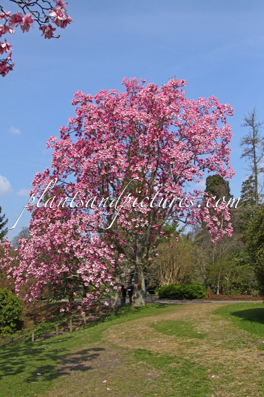 Magnolia campbellii subsp. mollicomata