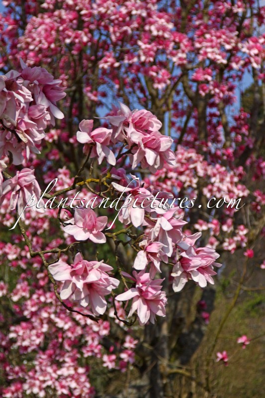 Magnolia campbellii subsp. mollicomata