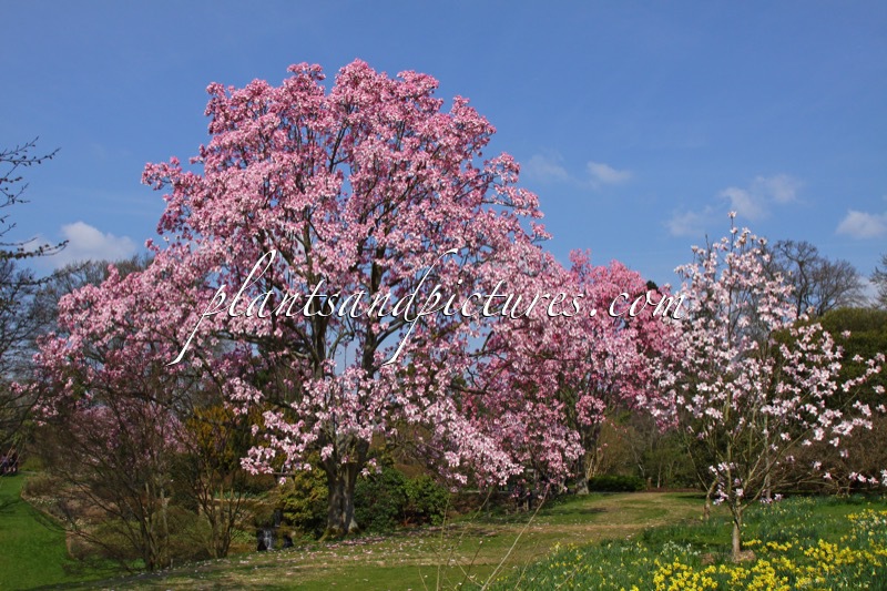 Magnolia campbellii subsp. mollicomata