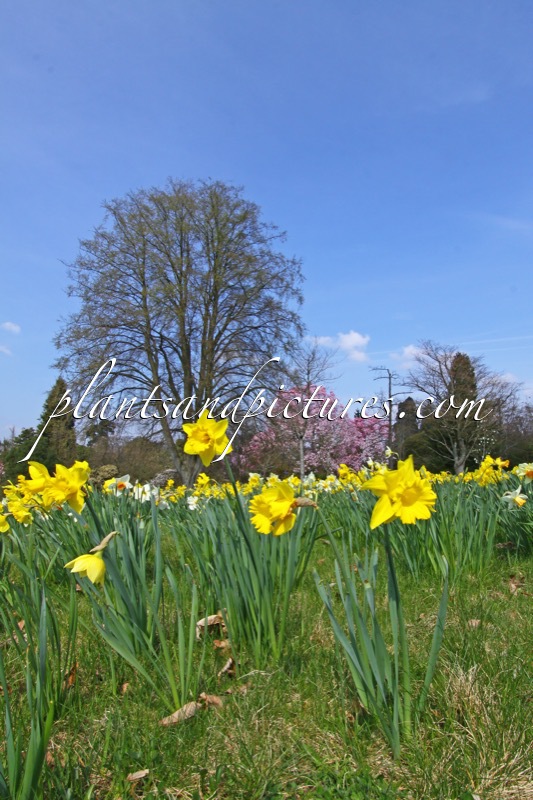 Narcissus (+Fagus sylvatica ‘Latifolia’)