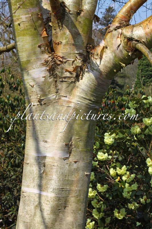 Betula albosinensis