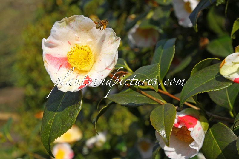 Camellia japonica ‘Tricolor’