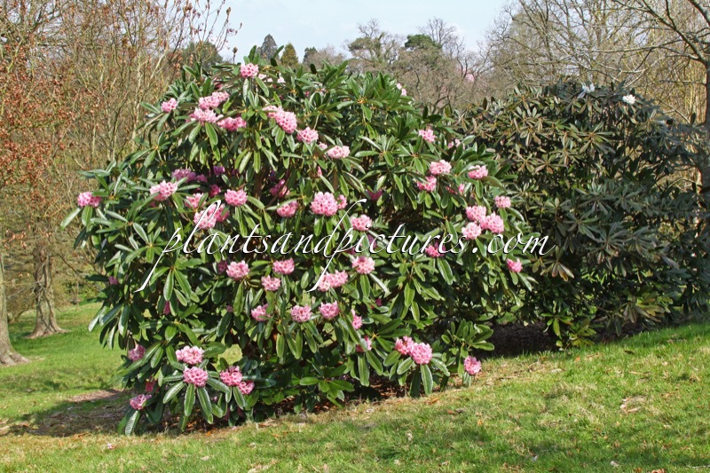 Rhododendron mollyanum ‘Benmore’