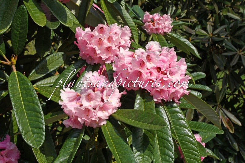 Rhododendron mollyanum ‘Benmore’
