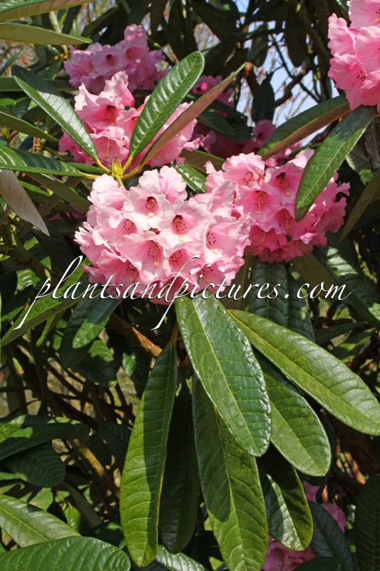 Rhododendron mollyanum ‘Benmore’