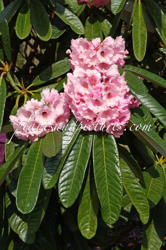 Rhododendron mollyanum ‘Benmore’