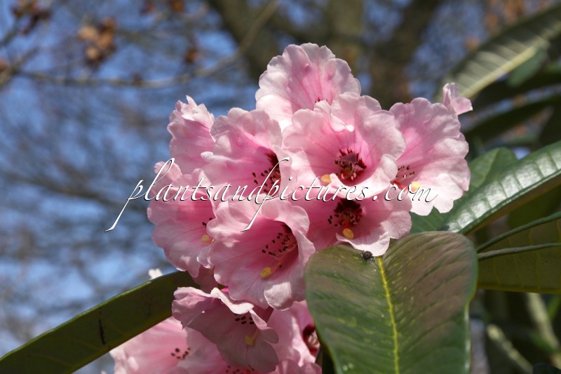 Rhododendron mollyanum ‘Benmore’