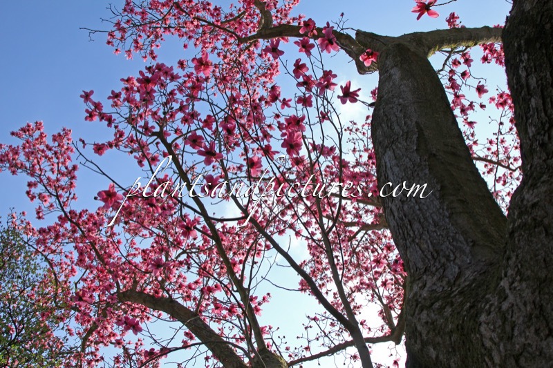Magnolia campbellii