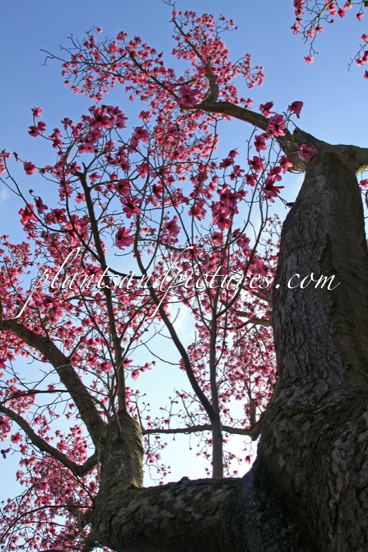 Magnolia campbellii