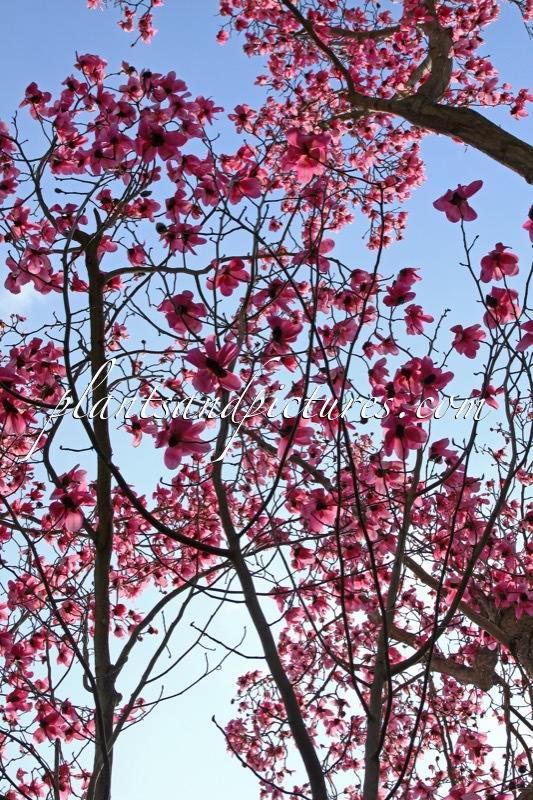 Magnolia campbellii