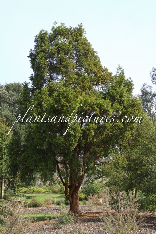 Athrotaxis selaginoides