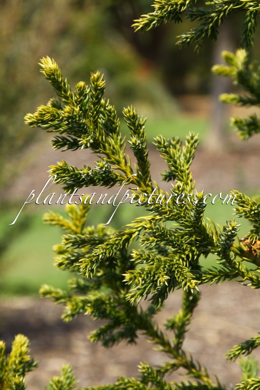 Athrotaxis selaginoides