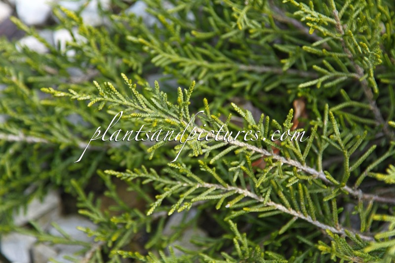 Microcachrys tetragona